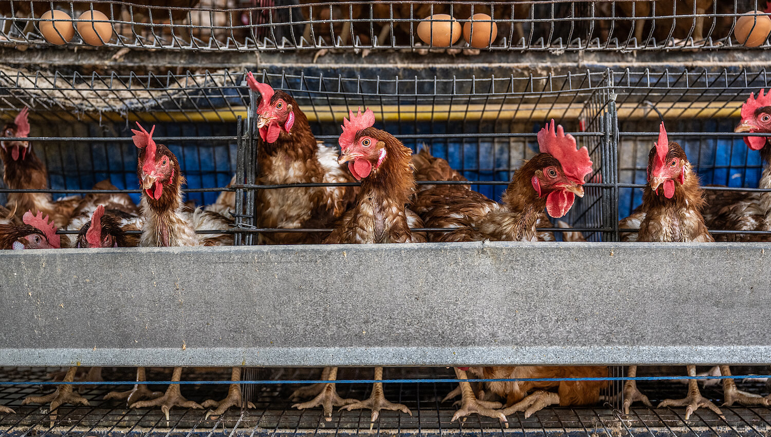 can-you-get-bird-flu-from-eating-chicken-or-eggs-farm-forward